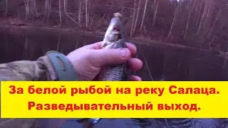 За белью на реку Салаца. Разведывательный выход. Ловля на поплавок. Uz Salacas upi pēc baltām zivīm.
