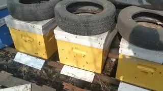 26 марта, облёт пчёл.