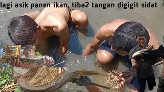 LAGI ASIK PANEN IKAN, TIBA2 TANGAN DI GIGIT SIDAT