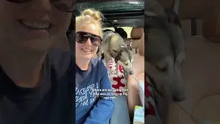 come with my 4 dogs and me to run errands 🛍️🐶👩🏼🚙  #dogmom #lifewithdogs #pupcups #starbucks