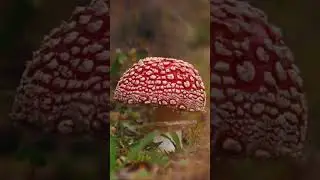 Гриб- взгляните !
