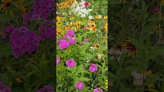 Флоксы в моем саду. #shorts #shortvideo #цветы #красота #дача #flowers #сад #милота #лето #природа