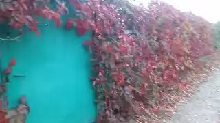 Живая изгородь из девичьего винограда