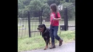 OB Trained Rott looking for a home