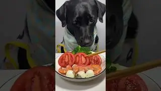￼Negão comendo com palito! 🍜🥣😋 #cachorro #comedia