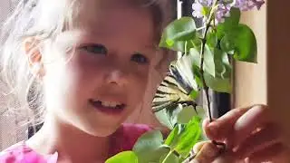 Насекомашки 10.  Еще одна красивая и быстрая бабочка зебра махаон. Ручная бабочка сидит на лице.