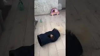 Утренние игры  