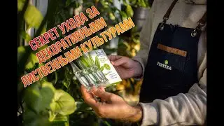 Секрет ухода за декоративными лиственными культурами. #LeafPower #Kristalon