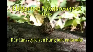 Länsstyrelsen gör en Groda
