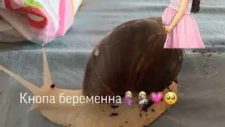Кнопа беременна🤰🏼🤱🏼💗🥺