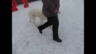 суки открытый класс
