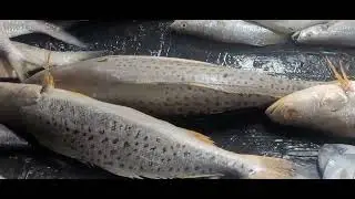 Digha Bengal Sea Beach | unlimited Fun and food #kolkata #bangla #beach #digha #fish