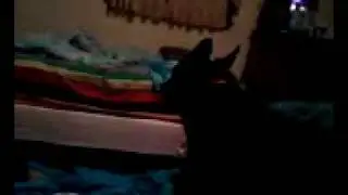 shep howling xxx ~~~