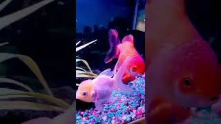 GOLDFISH AQUARIUM - THE GOLDEN ERA