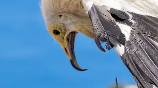 Wildlife Wonders (coming soon)