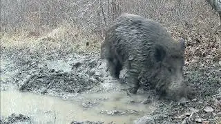 Wild swine Sus scrofa