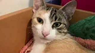 My Cat's Kittens!!!
