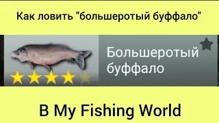 Как ловить 