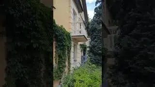 Осмоловка🌿Минск#shorts #video #like #belarus #life #minsk #беларусь #минск #лето #рек #рекомендации