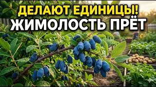 ЖИМОЛОСТЬ ПРЁТ КАК С УМА! 3 СЕКРЕТА ГИГАНТСКОГО УРОЖАЯ