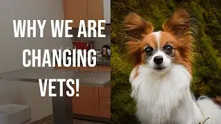 Why We Are Switching Vets // Taking My Dog To The Vet  Vlog // Percy The Papillon Dog