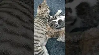 minum susu sebelum tidur #cat #shortvideo #shorts
