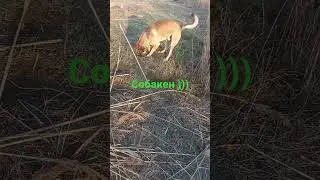 собака роет яму