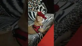 Perro roco en su hora de sueño
