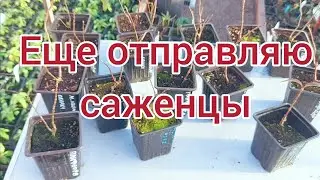 На осень еще идет отправка. ☎️ 89059824457 .На весну запись открыта