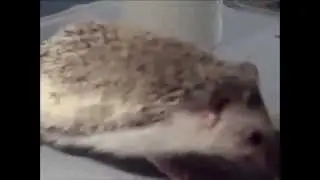 CHEERFUL HEDGEHOG )))))))))