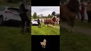 Horse pulling car #shorts