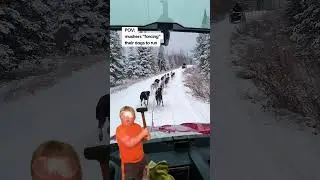 Mushers "Forcing" Their Dogs to Run