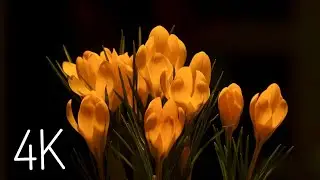 || Yellow Flowers ||❤Amazing time lapse! || 4kvideo ||