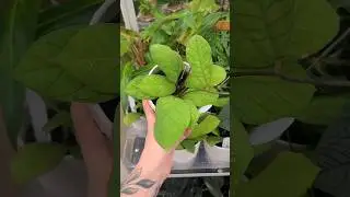 CRAZY NEW INVENTORY!! Home Depot is stepping it up! 🌿 part 1 #plantshopping #rareplants #homedepot