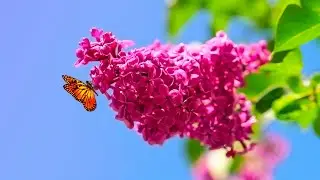 Сирень - Наталия Лансере - лирическая песня. Релакс. Альбом 