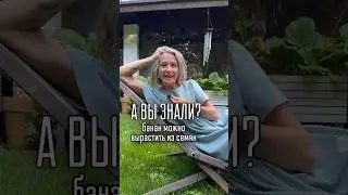 БАНАН У ВАС ДОМА / больше интересных фактов о 🌿 в моем тг t.me/spottykit