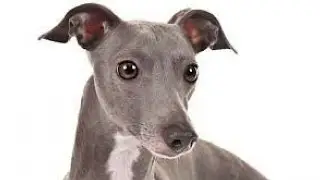 WARNING TO DOG LOVERS ~ Love the dogs