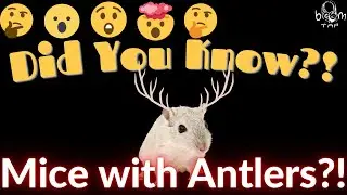 Did You Know?! Mice with Mini Antlers?!