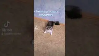 Когда сказал коту что он приемный