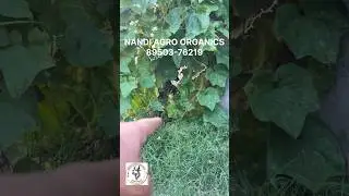 घर पर जैविक / ऑर्गेनिक तुराई की खेती कैसे करें  || How to do orgainc ridged gourd at home|| #farming
