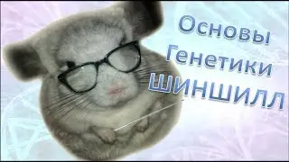Основы ГЕНЕТИКИ шиншилл. Базовые понятия в ГЕНЕТИКЕ шиншилл..