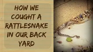 How To Catch a Rattlesnake - Arizona
