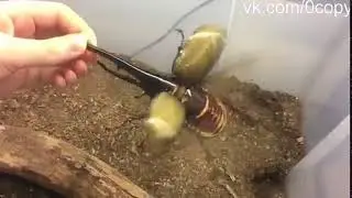 Жук геркулес