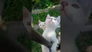 Забавные котята... #тикток #cat #kitten #котики #котик