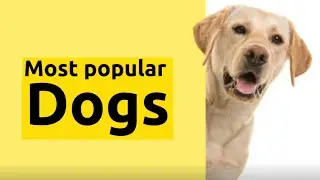 TOP 5 MOST POPULAR DOG BREEDS WORLD.