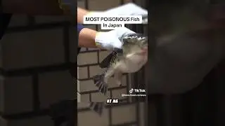 Here’s Why Tiger Fugu Is So RISKY And Poisonous To Eat #fish #seacreatures #seaanimals #ocean #fypシ