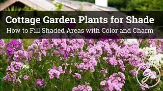 Best Cottage Garden Plants for Shade / How to Fill Shaded Areas with Color and Charm