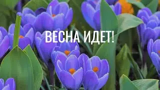 Весна идет!