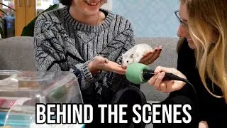 Behind the Scenes of Hamsters | UBTV