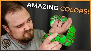 The Amazing Different Colors of Ball Pythons!